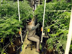 Alrededor de 50 países han puesto en marcha programas de marihuana medicinal y esta decisión de la ONU impulsará ese tipo de políticas. AP/ARCHIVO