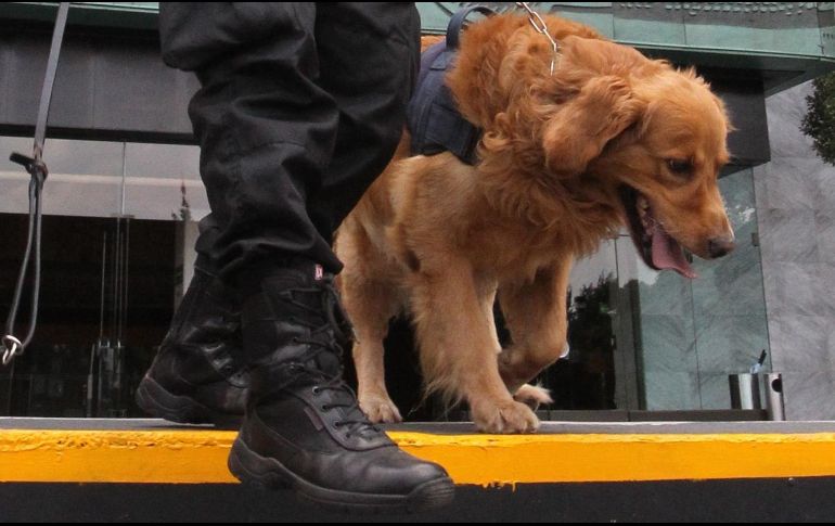 Con el apoyo de un binomio canino, autoridades hallaron bolsas del precursor químico. EFE/ARCHIVO