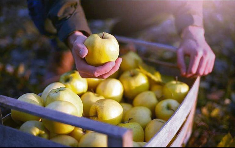 Aunque el mundo se detuvo en buena medida ante el COVID-19, este alimento no dejó de crecer. CORTESÍA