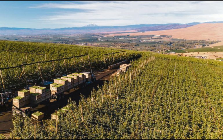 La siembra y la cosecha. Las manzanas lucen espléndidas en los campos de Washington, pero son todavía mejores en nuestras mesas.