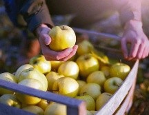 Aunque el mundo se detuvo en buena medida ante el COVID-19, este alimento no dejó de crecer. CORTESÍA