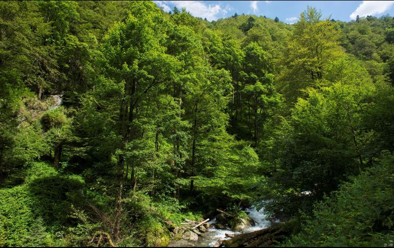 El Gobierno reconoció “que existe una acelerada pérdida global de la biodiversidad”, que se ha visto exacerbada por la pandemia ocasionada por el COVID-19. EL INFORMADOR/ARCHIVO