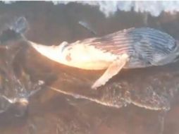 Eetallan que el animal marino mostraba signos de desnutrición, así como parásitos. ESPECIAL