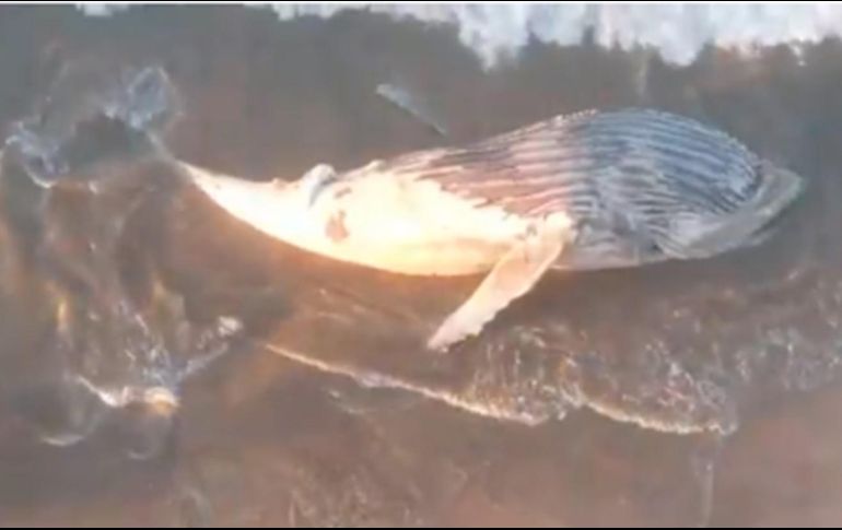 Eetallan que el animal marino mostraba signos de desnutrición, así como parásitos. ESPECIAL