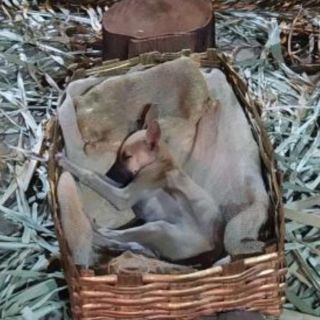 Captan a perrito durmiendo en nacimiento en Brasil y lo adoptan