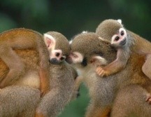 La muerte de los monos ocurrió el 2 de febrero del 2019 en el centro de investigación Ames, en California. AP / ARCHVO