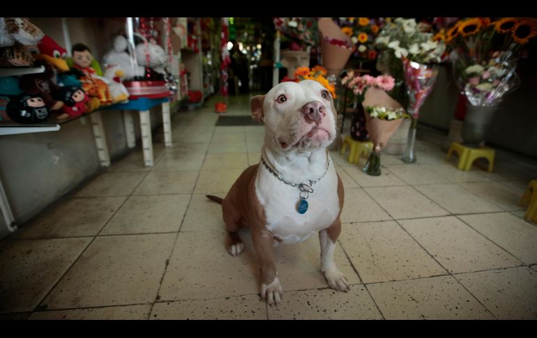 Los animales muchas veces se estresan con los fuegos artificiales que pueden presentar vómito o diarrea. EL INFORMADOR / ARCHIVO