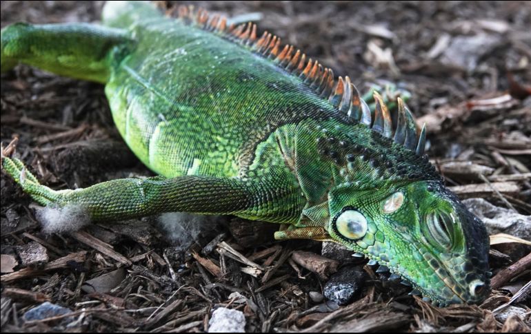 Las iguanas son de sangre fría, se vuelven inmóviles cuando las temperaturas bajan y pueden caer de los árboles, pero no están muertas. AP / J. CAVARETTA