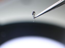 El dengue se transmite por la picadura del mosquito Aedes aegypti. AFP/ARCHIVO
