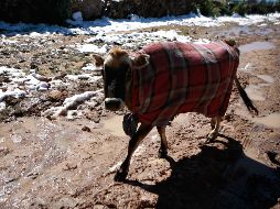 Según la Conagua, se espera una fría Nochebuena en gran parte del país. EL INFORMADOR / ARCHIVO