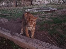 Los animales exóticos se encontraban en un inmueble ubicado en la región de Santa Rosalía de Tesia. TWITTER/@FGRMexico
