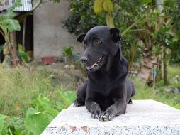 Tres días después del entierro del niño de dos años, celebrado en la parte trasera de la casa, el perro se instaló sobre el sepulcro y no hubo manera de que lo abandonara. EFE / E. San Juan