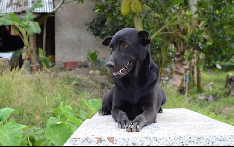 Tres días después del entierro del niño de dos años, celebrado en la parte trasera de la casa, el perro se instaló sobre el sepulcro y no hubo manera de que lo abandonara. EFE / E. San Juan