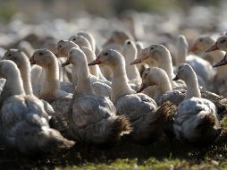 Se tiene previsto sacrificar a 400 mil patos más ante brotes de gripe aviar en Francia. AFP/ARCHIVO