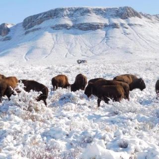 Después de 100 años, captan bisontes en planicies nevadas de Coahuila