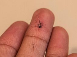 Se confirmaron cinco mil 362 contagios de la enfermedad transmitida por el mosco aedes aegypti y 23 mil 166 casos probables en la Entidad. EL INFORMADOR/ARCHIVO