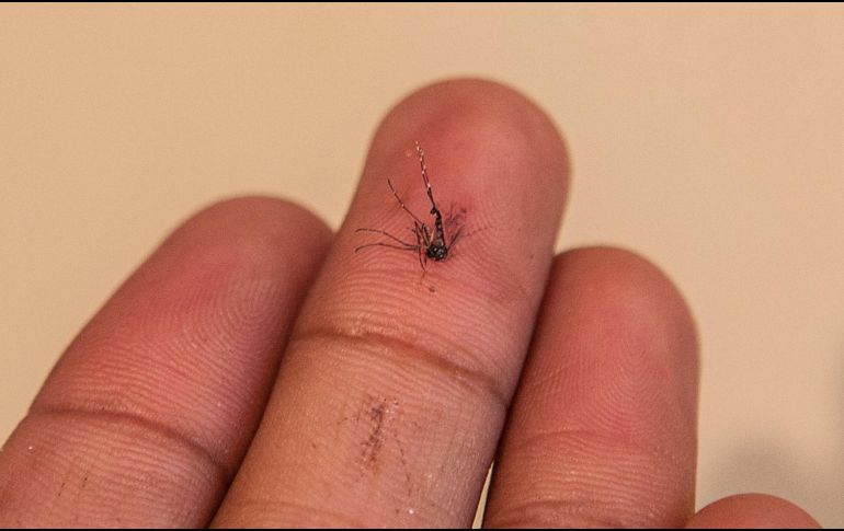 Se confirmaron cinco mil 362 contagios de la enfermedad transmitida por el mosco aedes aegypti y 23 mil 166 casos probables en la Entidad. EL INFORMADOR/ARCHIVO