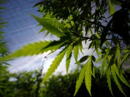 Con lo anterior se daría paso a que la industria en la materia pueda operar de manera legal. NTX / ARCHIVO