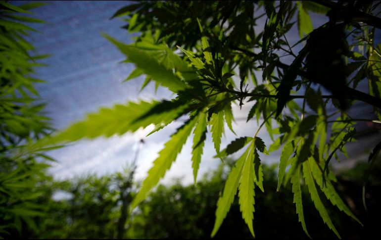 Con lo anterior se daría paso a que la industria en la materia pueda operar de manera legal. NTX / ARCHIVO