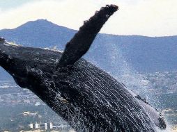 Entre enero y abril las ballenas visitan el mar de Cortés para parir a sus crías, y de paso sorprender a los turistas. ESPECIAL/Solmar