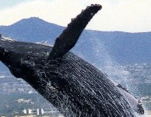 Entre enero y abril las ballenas visitan el mar de Cortés para parir a sus crías, y de paso sorprender a los turistas. ESPECIAL/Solmar