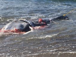 Localizan dos ballenatos sin vida en Puerto Vallarta