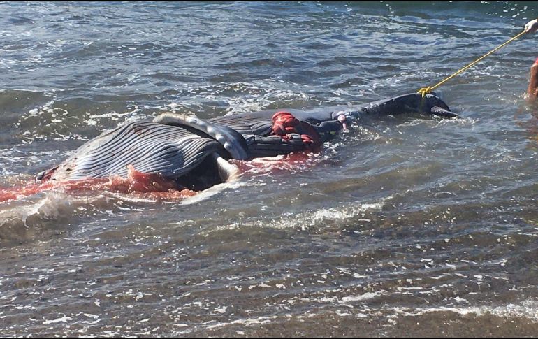 Protección Civil informó sobre el hallazgo en sus redes sociales. ESPECIAL /