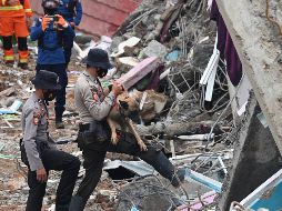 Policías y un perro entrenado buscan hoy sobrevivientes en un hospital colapsado en Mamuju, la ciudad más afectada por el sismo. AFP/A. Berry