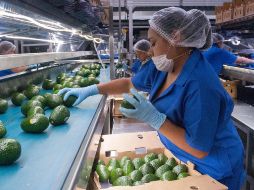 Solamente las exportaciones de productos agrícolas y agropecuarios lograron crecer en la primera mitad del 2020. NTX/ARCHIVO