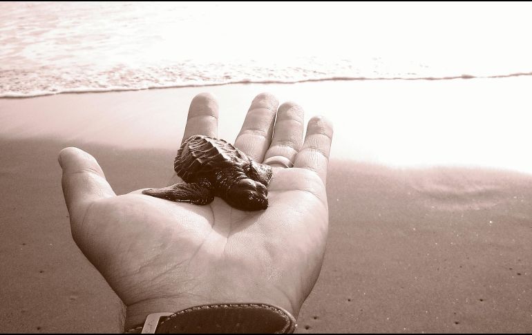 LIBERACIÓN DE TORTUGAS. Estos quelonios cuentan con zonas de protección en Colima.