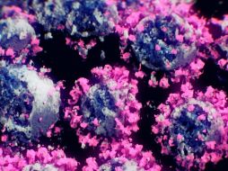 La variante sudafricana del COVID-19 puede ser más contagiosa o reducir la efectividad de las vacunas. EFE / ARCHIVO