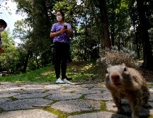 Los parques podrán operar con un máximo de 50% de su capacidad y respetando todas las medidas de higiene y prevención de COVID-19. AFP/ARCHIVO