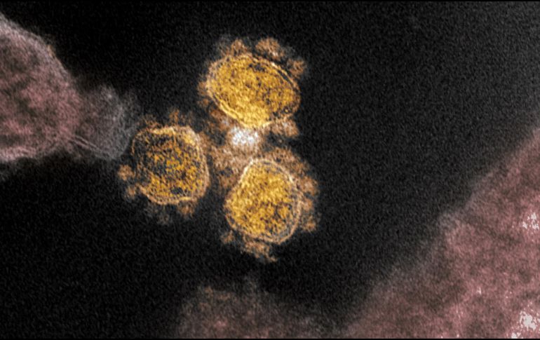 Aunque existen miles de variantes del coronavirus original circulando por el mundo, los expertos se centran sobre todo en tres por su potencial de contagio y aparente mayor resistencia a los fármacos. EFE/ARCHIVO