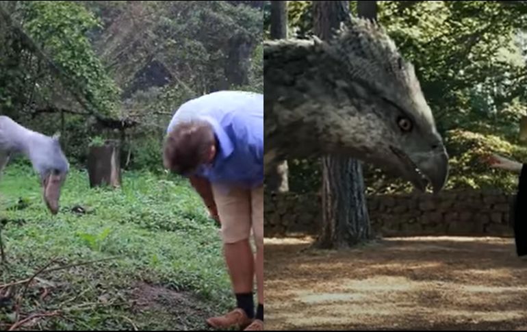 “Shushi”, una cigüeña pico de zapato, es un animal en peligro de extinción; y el comportamiento de este ejemplar es similar al “hipogrifo” de “Harry Potter”. ESPECIAL