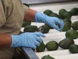 Las ventas de aguacate a Estados Unidos son 18% más que en 2019 e incluso se rebasó el récord de 2018.  EL INFORMADOR/ARCHIVO