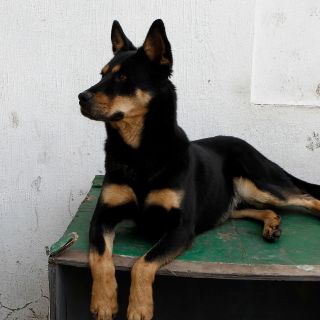 Decepcionado de su familia, hombre hereda a su perro la mitad de sus bienes