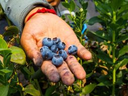En México hay siete mil 400 hectáreas dedicadas al cultivo de arándano azul, las cuales generan 70 mil empleos directos. EL INFORMADOR/ARCHIVO
