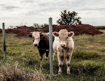 A partir del 17 de abril de 2021, solo se podrá importar ganado a los Estados Unidos para fines de sacrificio inmediato. EL INFORMADOR/ARCHIVO