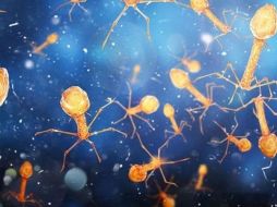 Muchos virus están involucrados en procesos corporales esenciales y forman parte de nuestro ecosistema interno. GETTY IMAGES