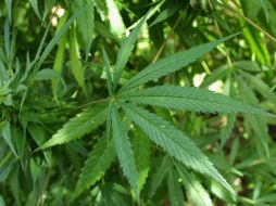 La propuesta de reforma es independiente a la regulación sobre el uso medicinal o lúdico de la marihuana. EL INFORMADOR/ARCHIVO