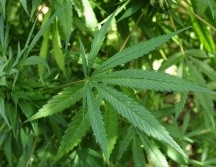 La propuesta de reforma es independiente a la regulación sobre el uso medicinal o lúdico de la marihuana. EL INFORMADOR/ARCHIVO