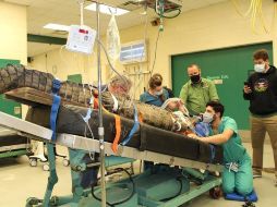 El doctor Garrett Fraess (d) intenta extraer un zapato del estómago de un cocodrilo accediendo a él a través del esófago en la sede de la Facultad de Veterinaria de la Universidad de Florida. EFE/Vetmed-UF