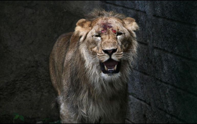 La Brigada de Vigilancia Animal de la Secretaría de Seguridad Ciudadana (SSC) resguardó el cadáver del animal. EFE/ARCHIVO