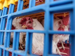 Este virus es altamente contagioso entre las aves, pero nunca se había informado de su transmisión a los humanos. EL INFORMADOR / ARCHIVO