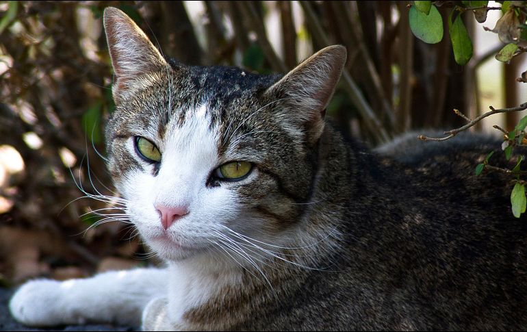 El Día Internacional del Gato se celebra este día como homenaje a ''Socks'', quien fuera la mascota del ex presidente de EU Bill Clinton, y que recibiera la eutanasia precisamente en ese día. NTX / ARCHIVO