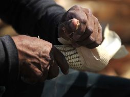 Con un decreto que entró en vigor el 1 de enero pasado, el Gobierno de AMLO prohibió importar maíz transgénico y ordenó eliminar en los próximos tres años el uso del herbicida glifosato. EFE/ARCHIVO