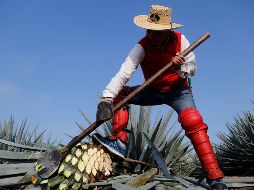 El año pasado la industria tequilera registró récord en producción y exportación. EFE / ARCHIVO