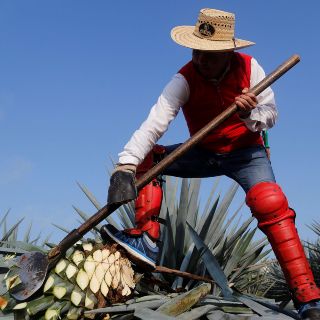 Economía de Jalisco: Piden agaveros planeación estratégica para evitar crisis