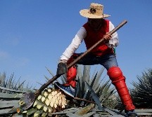 El año pasado la industria tequilera registró récord en producción y exportación. EFE / ARCHIVO
