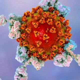 Coronavirus: por qué los anticuerpos se desvanecen después de una infección de covid-19 (¿y puede pasar lo mismo con las vacunas?)